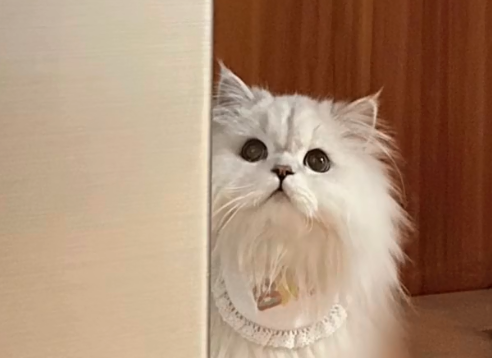 莱恩是只猫是什么品种.png 莱恩是只猫是什么品种.png