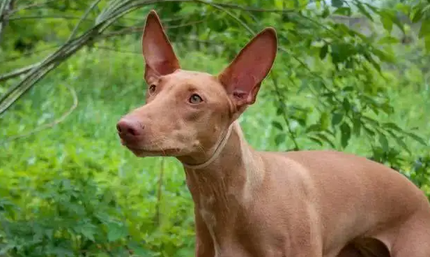 法老王猎犬怎么训练跟随？看完这篇文章你就知道了