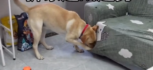 拉布拉多小皮多大了