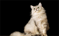 猫吐了吃什么药好一点