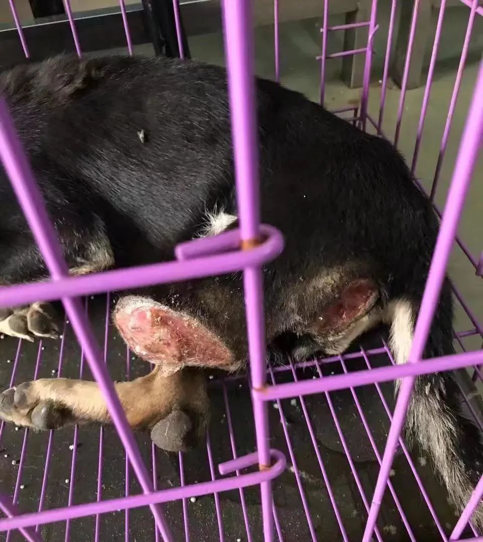 紧急求助！三百只流浪猫狗已经断粮，一起帮帮它们吧！