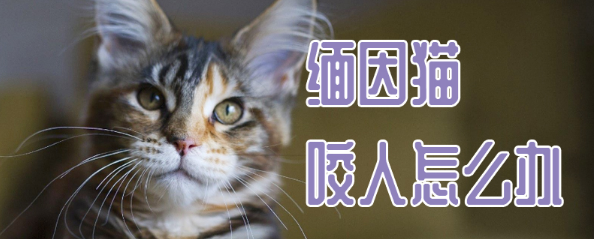 缅因猫咬人,你需要这么教育它! 缅因猫咬人,你需要这么教育它!