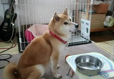 柴犬挑食?学会这几个方法,它就不敢挑食了 柴犬挑食?学会这几个方法,它就不敢挑食了