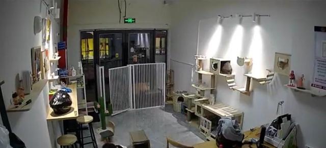 气愤！小男孩私闯猫舍将幼猫逐个抛向高空后砸地，家长反怪店门没关