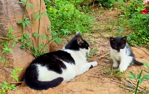 小饼遇见猫小胡子后续.png 小饼遇见猫小胡子后续.png