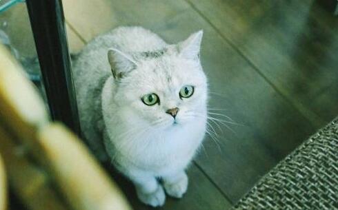猫咪吐出来像屎一样的是什么 猫咪吐出来像屎一样的是什么