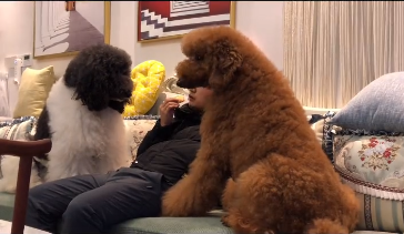 巨型贵宾犬泰迪plus搞笑视频.png