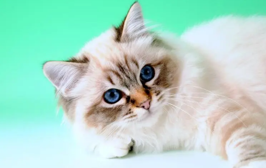 猫虱子怎么彻底去除