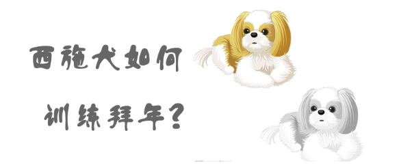 训练西施犬 训练西施犬