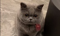 四月半福是什么品种的猫
