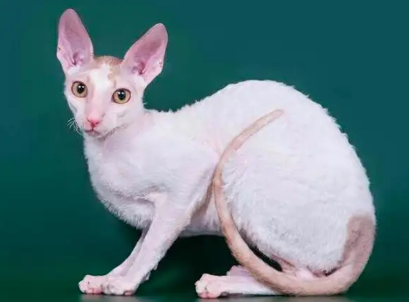 柯尼斯卷毛猫和其他动物的相处训练,铲屎官有必要学一学! 柯尼斯卷毛猫和其他动物的相处训练,铲屎官有必要学一学!