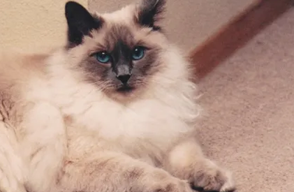 小猫咪高兴的样子是什么症状 小猫咪高兴的样子是什么症状