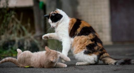 小猫被大猫咬伤怎么办