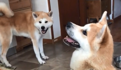 秋田爱犬大丑小丑狗多大了