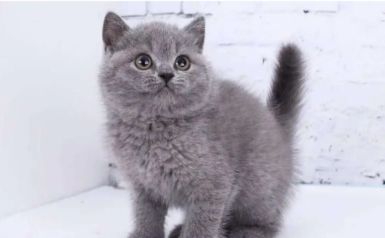 四个月的蓝猫可以喝酸奶吗