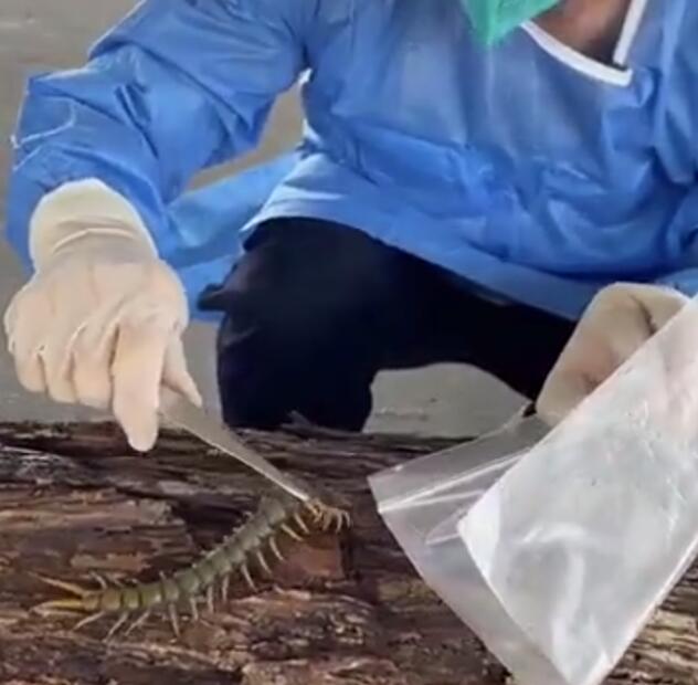 海关截获17厘米坦桑尼亚蓝腿蜈蚣 为何异宠被截获？