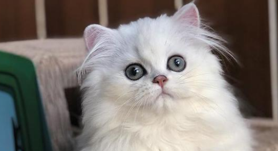 猫出生多久后可以打疫苗 猫出生多久后可以打疫苗