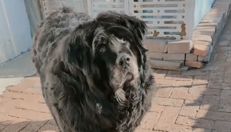 猎犬赛虎是真的吗 宠物网问答