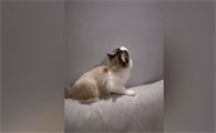 布偶猫壁咚是什么样子的