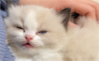 楊好看的布偶猫是什么样子的