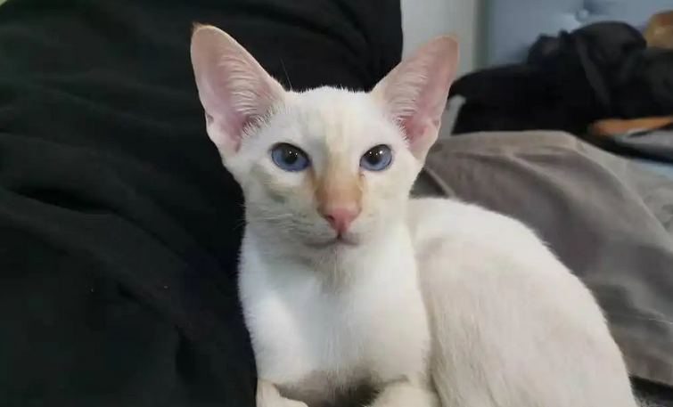 猫咪一岁相当于几个月 猫咪一岁相当于几个月