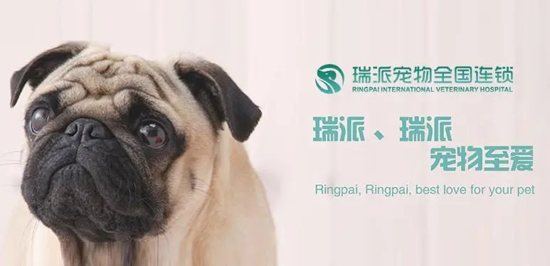 瑞派宠物医院与达内教育举办数字化人才培养项目战略合作.jpg