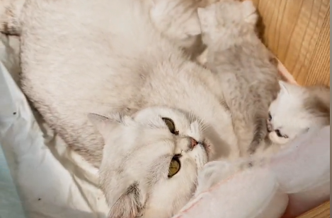 一只元大头的猫值多少钱.png