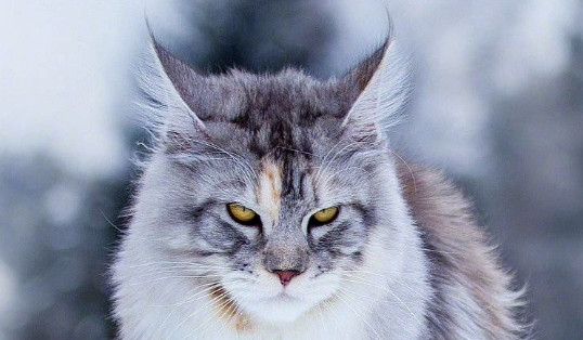 缅因猫能长多大?在这里,可以找到答案 缅因猫能长多大?在这里,可以找到答案