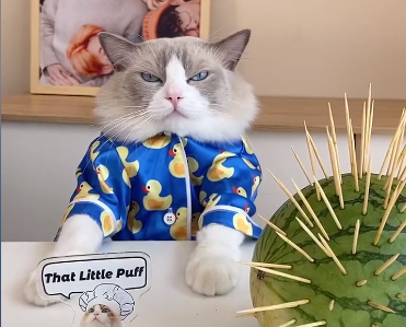 喵大厨Puff西瓜果冻.png 喵大厨Puff西瓜果冻.png