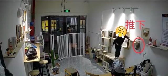 气愤！小男孩私闯猫舍将幼猫逐个抛向高空后砸地，家长反怪店门没关