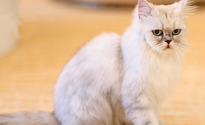训练金吉拉猫的六大原则 训练金吉拉猫的六大原则