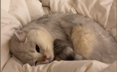 弟弟是只大脸猫猫多少钱一只.png