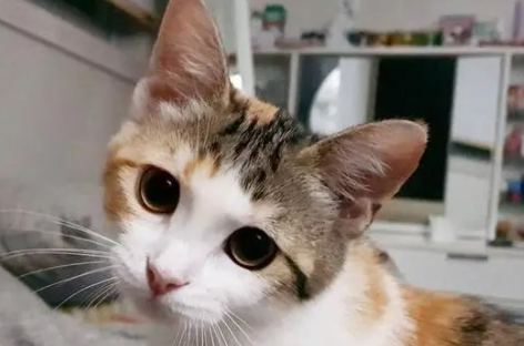 猫咪一天打几个喷嚏是正常的 猫咪一天打几个喷嚏是正常的
