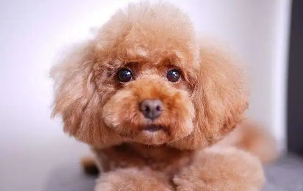 狗狗拉屎很臭为什么吃什么