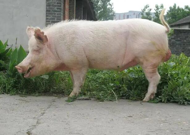 哈尔滨白猪图片