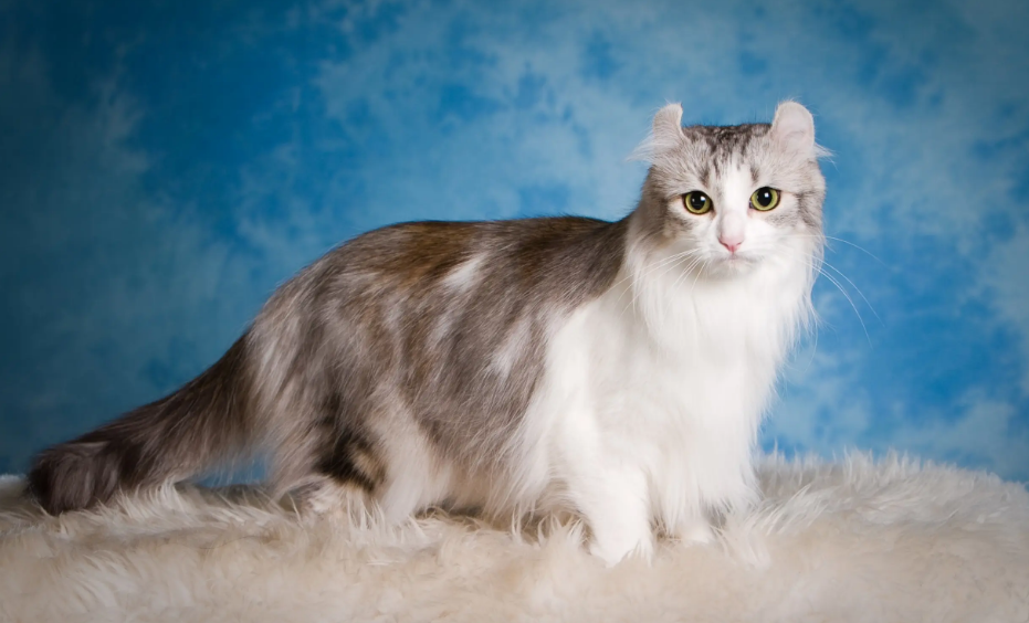 小猫的正常体温应该是多少
