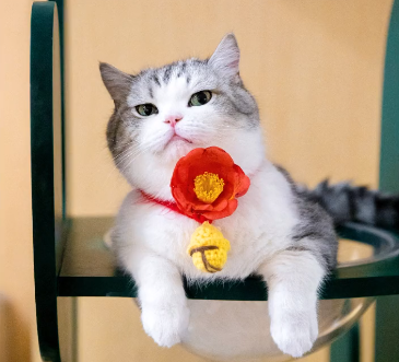江湖有大头是什么品种的猫