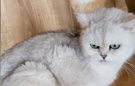 一只元大头是猫贩子吗