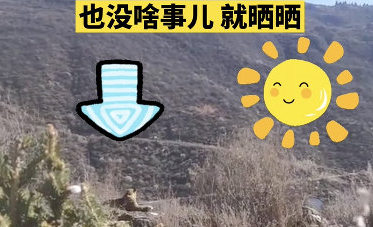 金钱豹在四川发呆晒太阳，这也太巴适啦~