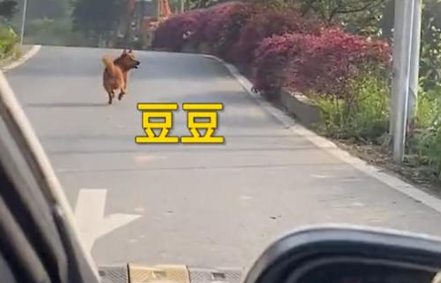 浙江一狗狗被收养后,每天都送一家人上班到村口:两年来风雨无阻 浙江一狗狗被收养后,每天都送一家人上班到村口:两年来风雨无阻