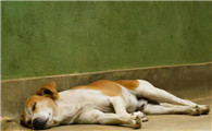 狗狗的睡姿决定了狗狗的性格，您家狗是哪种睡姿？