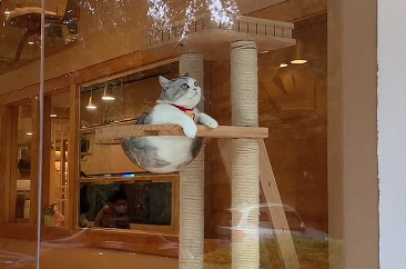猫传腹能不能喝羊奶粉吗.png 猫传腹能不能喝羊奶粉吗.png