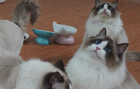 哈尼宝贝布偶猫多少钱一只.png 哈尼宝贝布偶猫多少钱一只.png