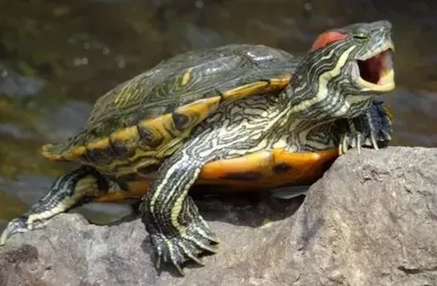 巴西龟是深水龟吗还是水龟还是半水龟.jpg