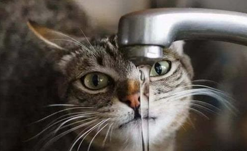 猫咪不尿是怎么回事