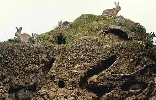 这场历时150年的战争,澳大利亚还是输给了百亿兔子 这场历时150年的战争,澳大利亚还是输给了百亿兔子