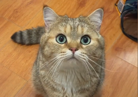 薯条麻麻薯猫多少钱一只.png