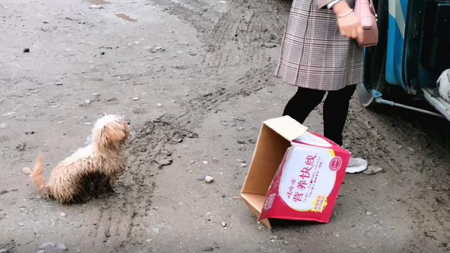 女子野外偶遇流浪狗,为求收留跟随10公里,领养后有被可爱到 女子野外偶遇流浪狗,为求收留跟随10公里,领养后有被可爱到