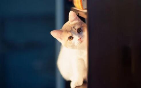 猫咪一般几月份的时候发情 猫咪一般几月份的时候发情