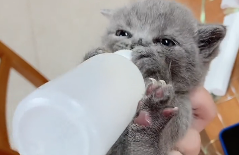 黑哥家的猫主人是谁 黑哥家的猫主人是谁